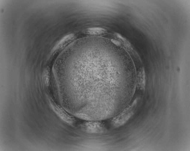 X0000085830762200703301619