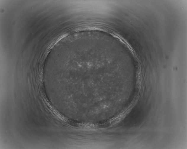 X0000085830785200703301618