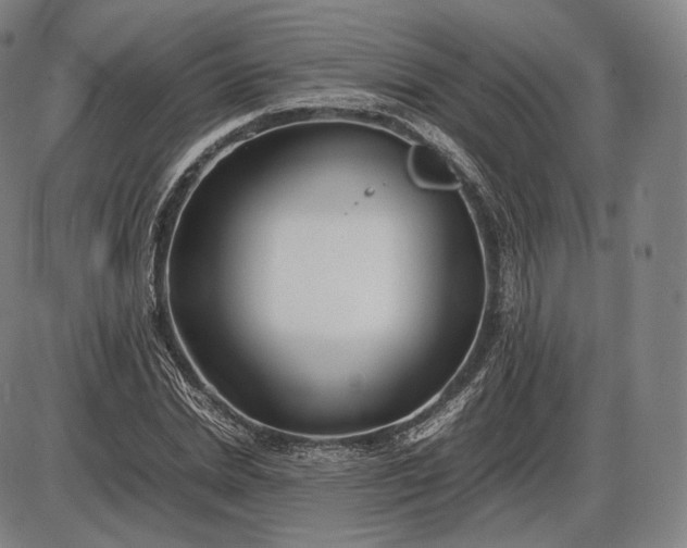 X0000085830830200703301617