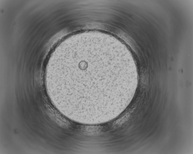 X0000085830832200703301617