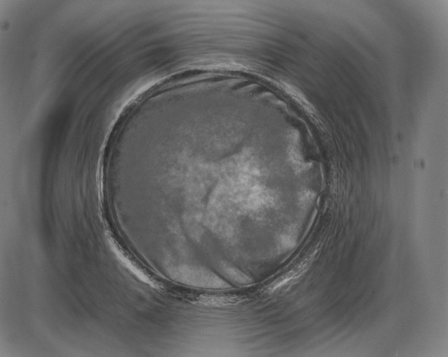 X0000085830840200703301617