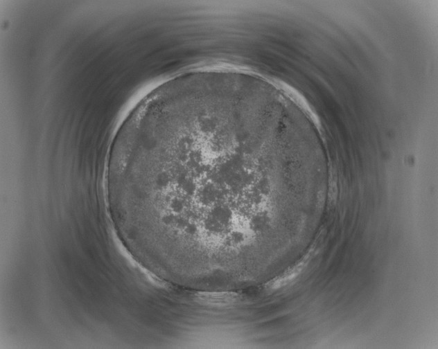 X0000085830863200703301617