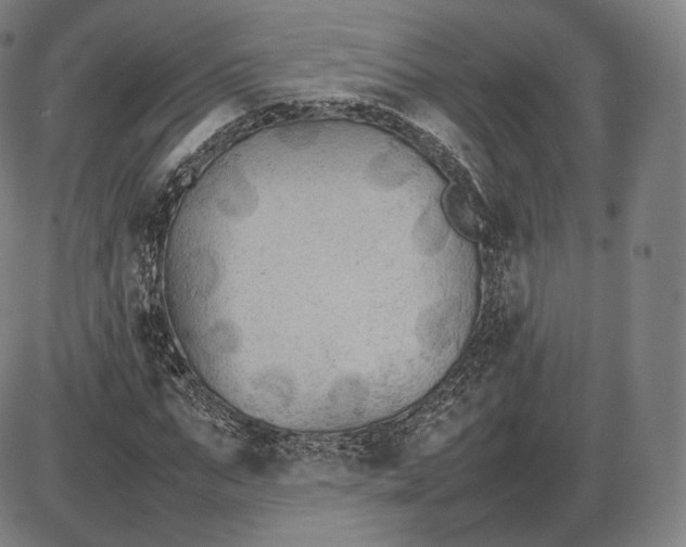 X0000085830871200703301617