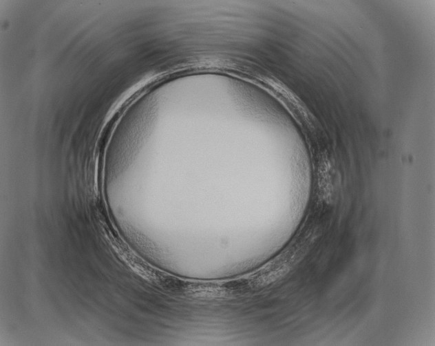 X0000085830886200703301616