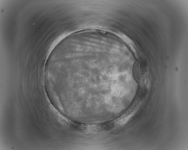 X0000085830903200703301616