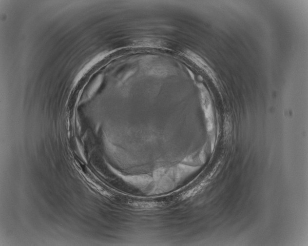 X0000085830925200703301615