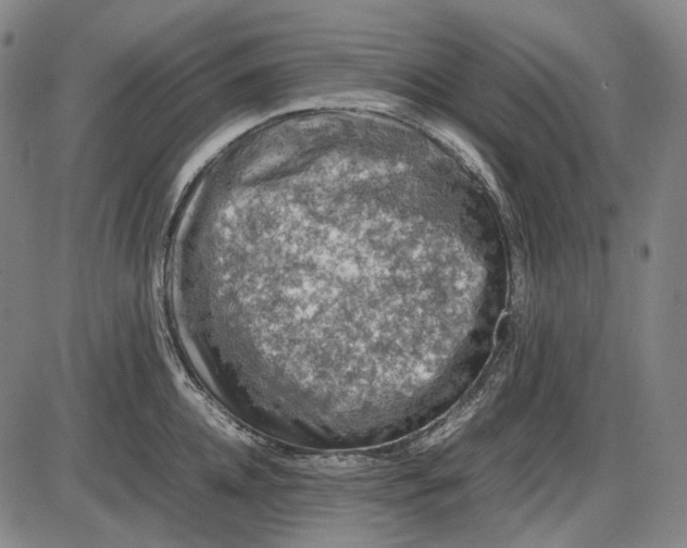 X0000085830952200703301616