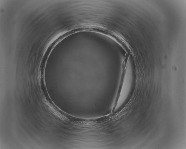 X0000085831024200703301614