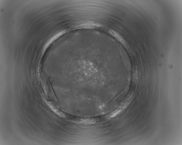 X0000085831026200703301614