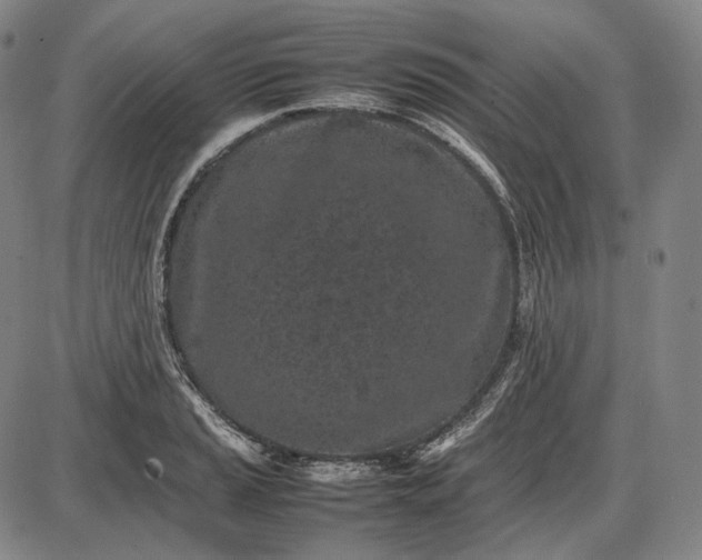 X0000085831037200703301614