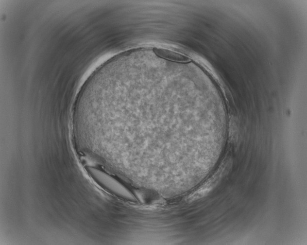 X0000085831048200703301614