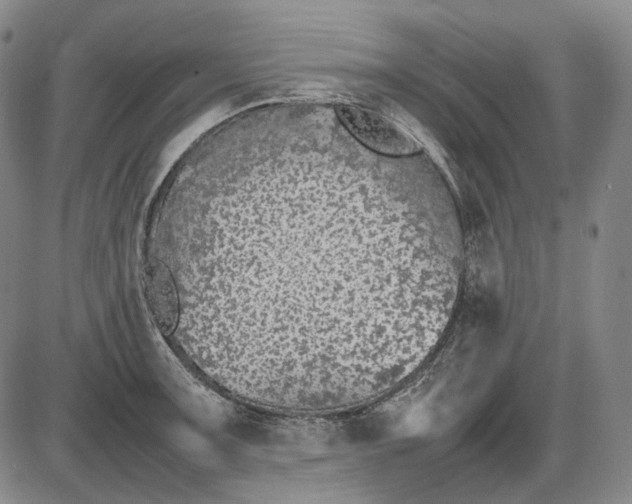 X0000085831091200703301613