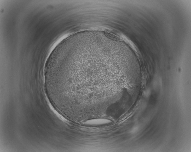 X0000085831095200703301613