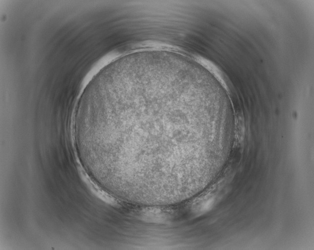 X0000085831098200703301613