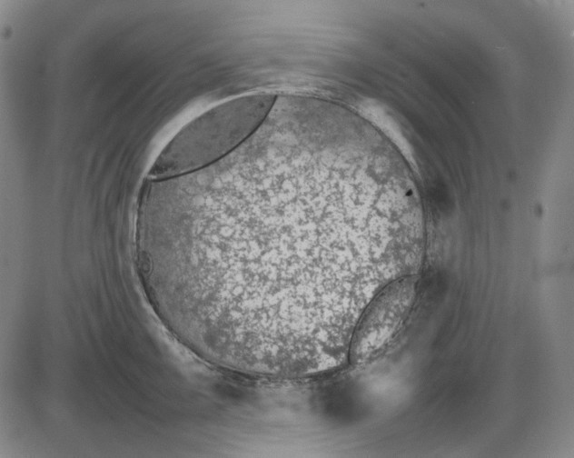 X0000085831099200703301613