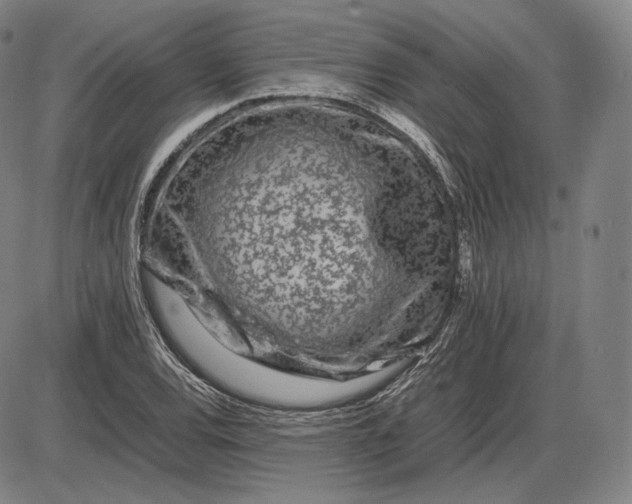 X0000085831120200703301612