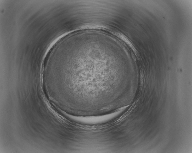 X0000085831124200703301612