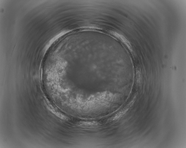 X0000085831125200703301612