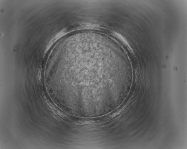 X0000085831260200703301610