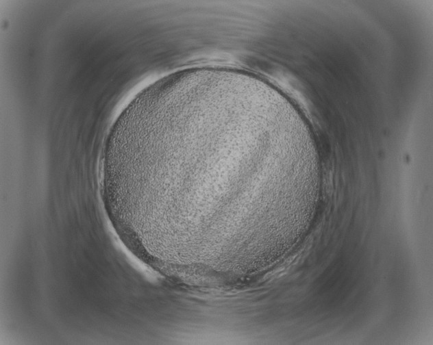 X0000085831383200703301608