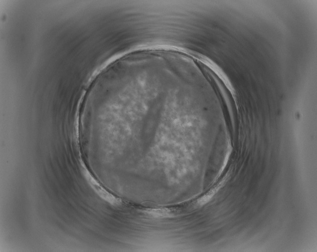 X0000085831388200703301608