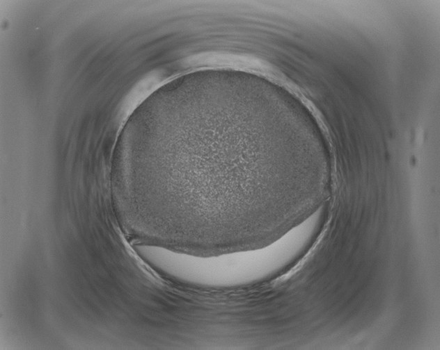 X0000085831529200703301606