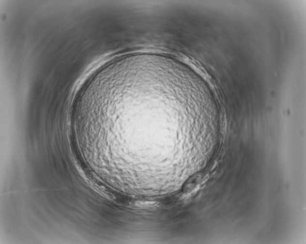 X0000085830055200704091708
