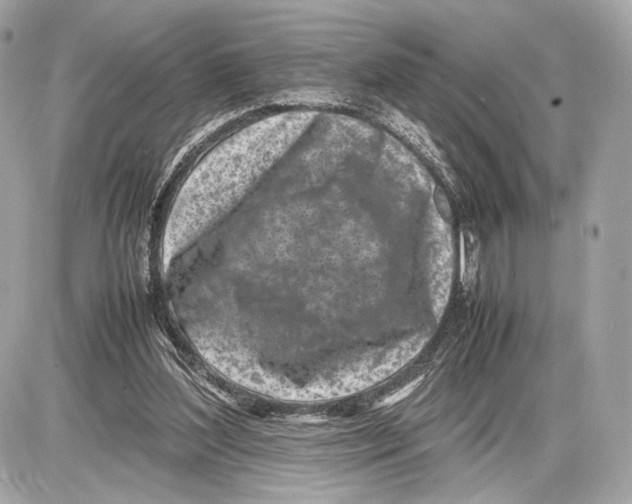 X0000085830204200704091706