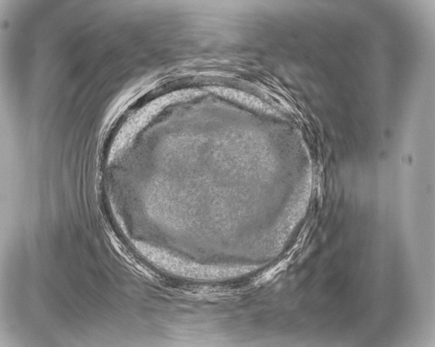 X0000085830293200704091705