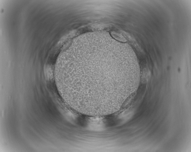 X0000085830335200704091704