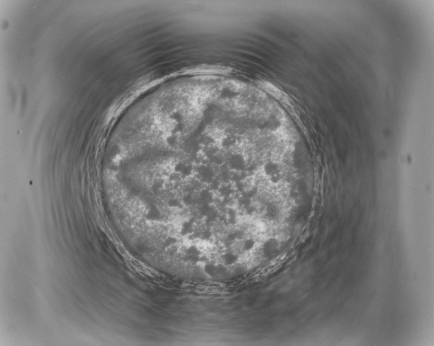 X0000085830337200704091703