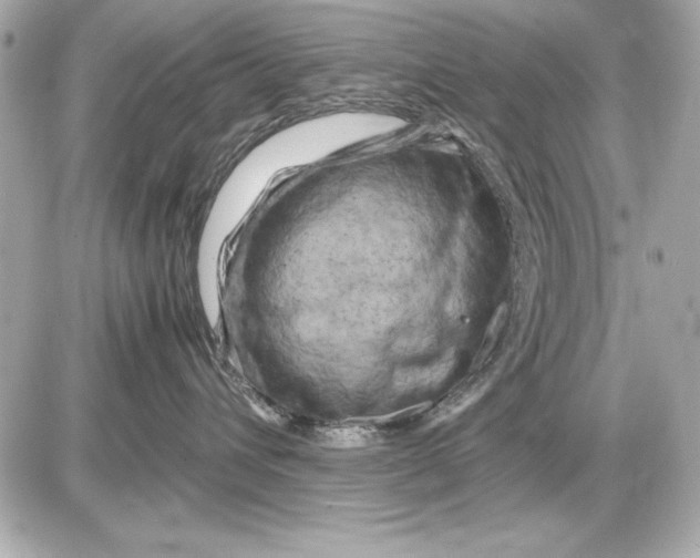 X0000085830432200704091702