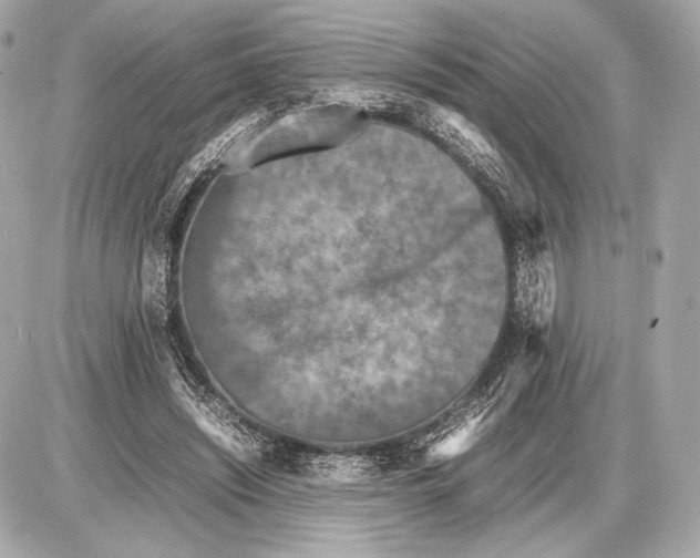 X0000085830444200704091702