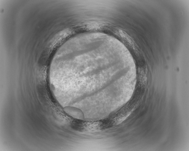 X0000085830495200704091701