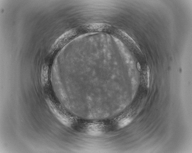 X0000085830504200704091701