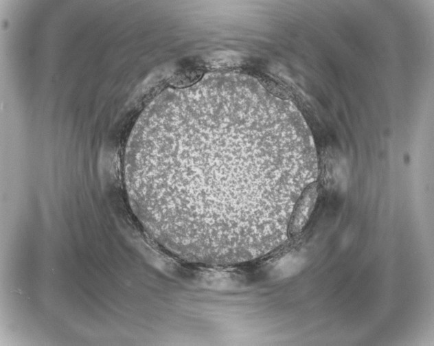 X0000085830523200704091701