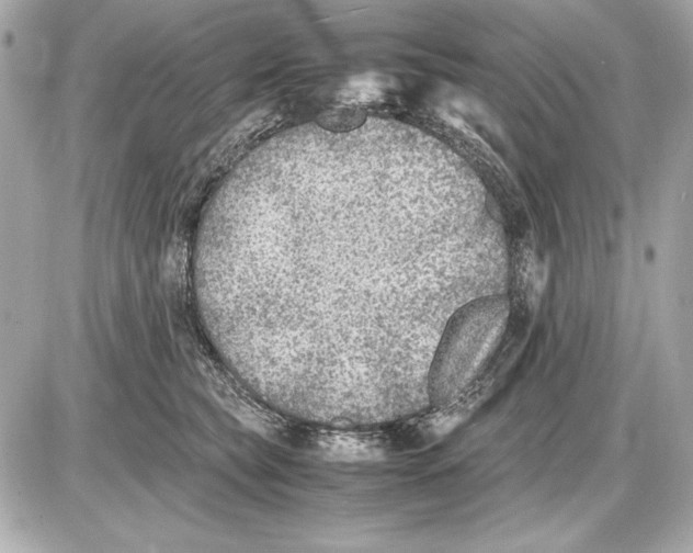 X0000085830565200704091701