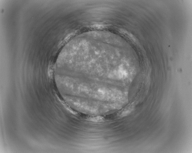 X0000085830576200704091701