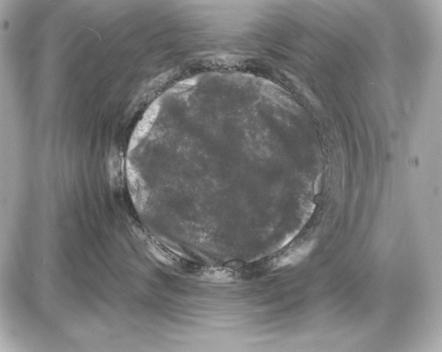 X0000085830624200704091659