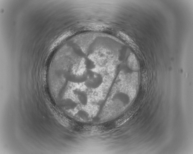 X0000085830679200704091658