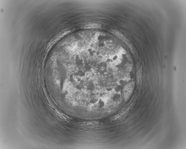 X0000085830721200704091657