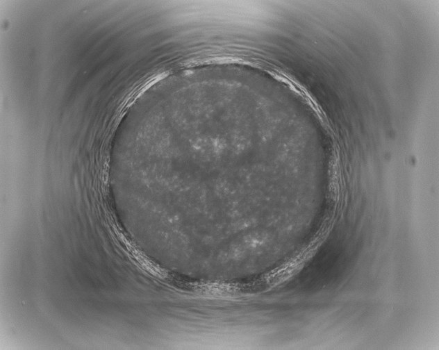 X0000085830785200704091657