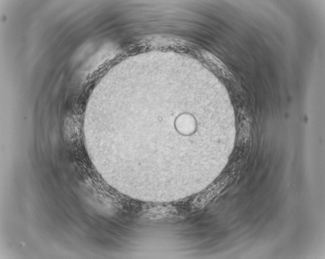 X0000085830824200704091655