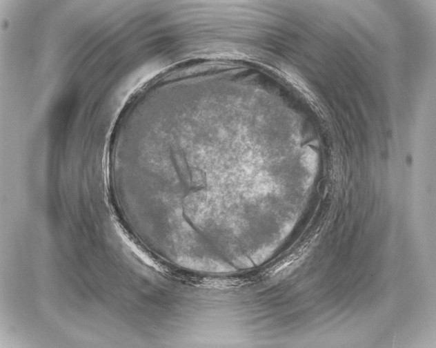 X0000085830840200704091656