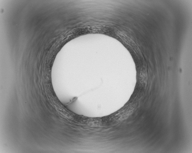 X0000085830865200704091655