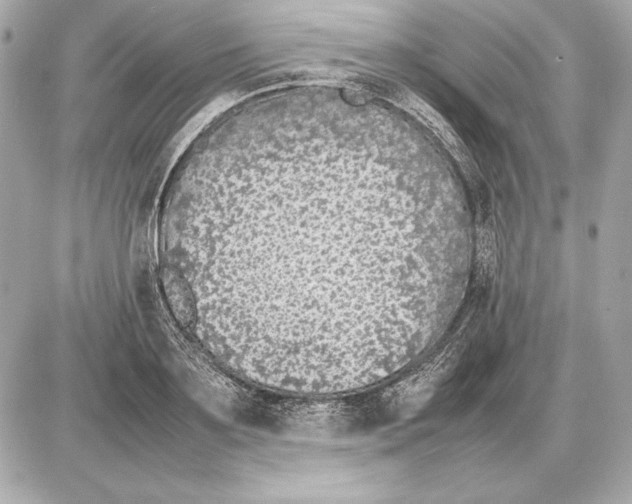 X0000085830891200704091655