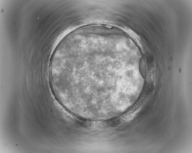 X0000085830903200704091655