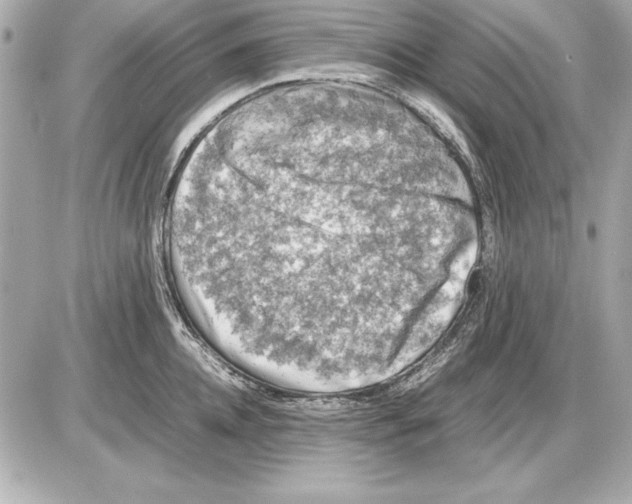 X0000085830952200704091654