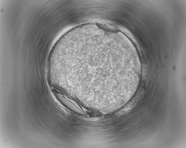 X0000085831048200704091653