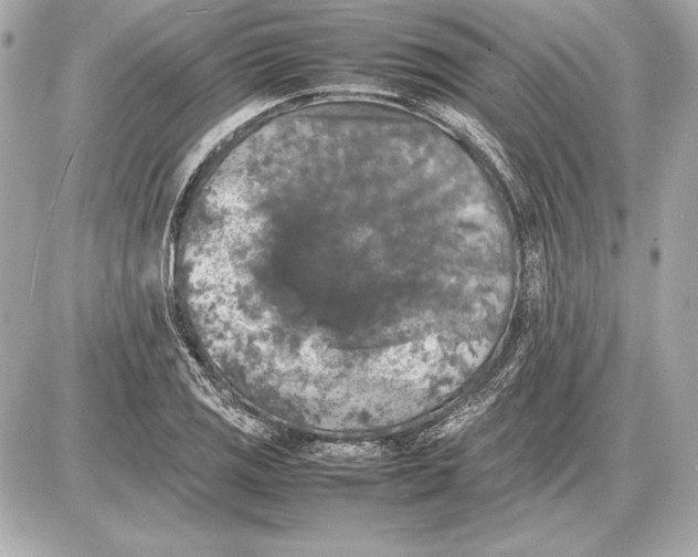 X0000085831125200704091651